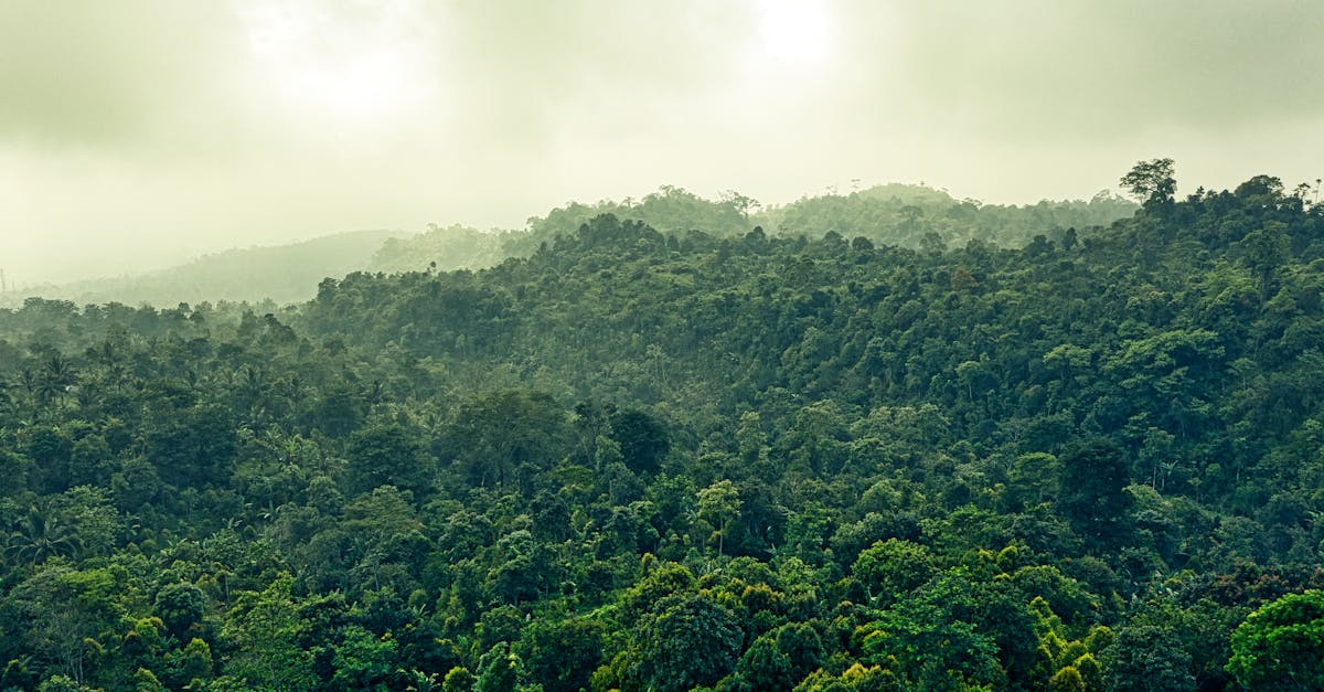 Photo of Evergreen Forest