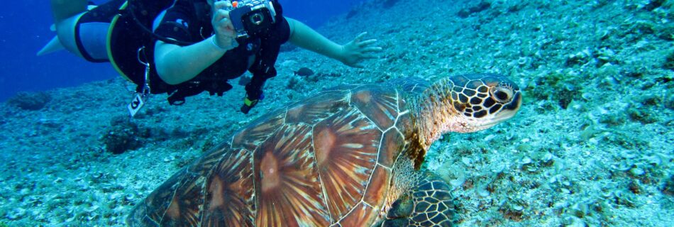 Scuba diver captures a close-up shot of a sea turtle in its natural habitat.